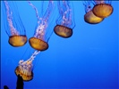 DSC00268, Sea Nettle ("Chrysaora Fuscescens"), Monterey Bay Aquarium, Monterey, California, USA